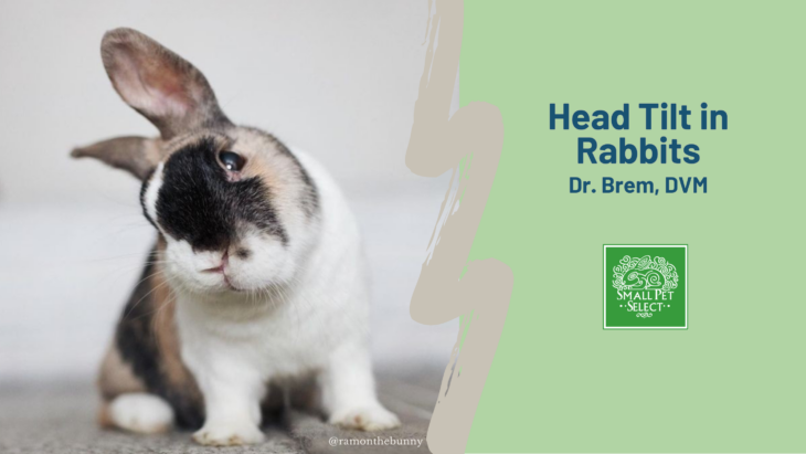 Head Tilt in Rabbits By Dr. Brem | Small Pet Select Blogs Head Tilt in Rabbits By Dr. Brem | Small Pet Select Blogs