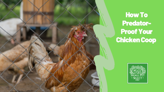 How To Predator-Proof Your Chicken Coop