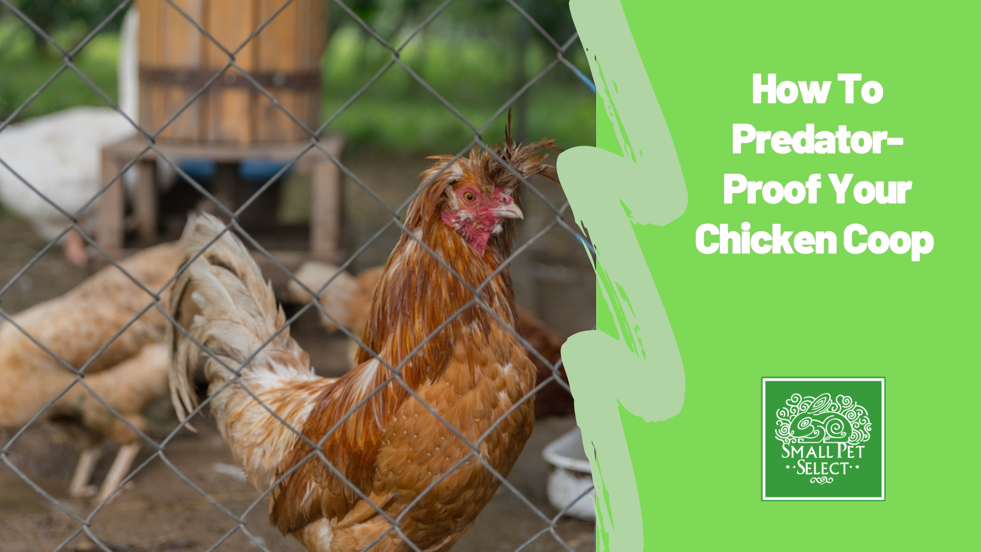 How To Predator-Proof Your Chicken Coop How To Predator-Proof Your Chicken Coop