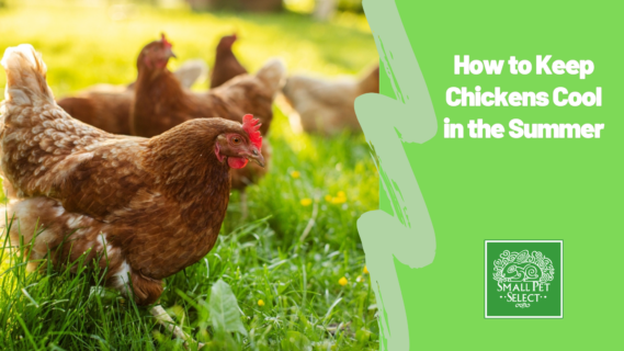 How to Keep Chickens Cool in the Summer