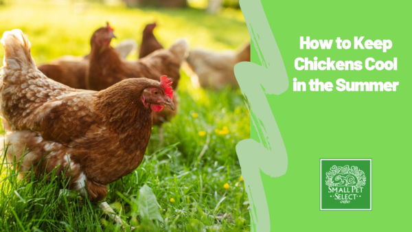 How to Keep Chickens Cool in the Summer