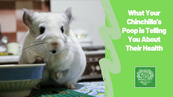 What Your Chinchilla Poop Is Telling You About Their Health