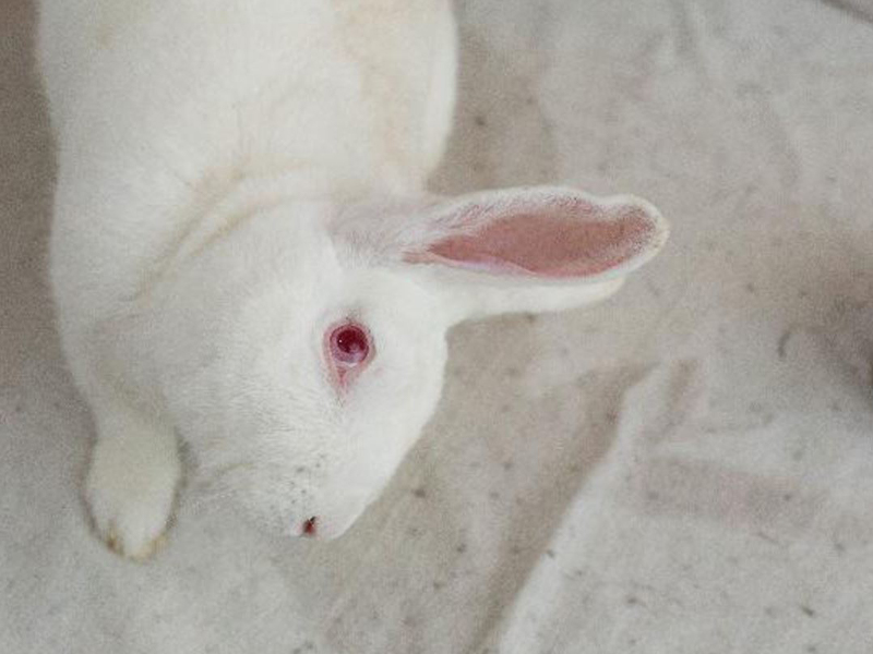 rabbits with head tilt