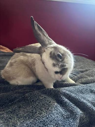 head tilt