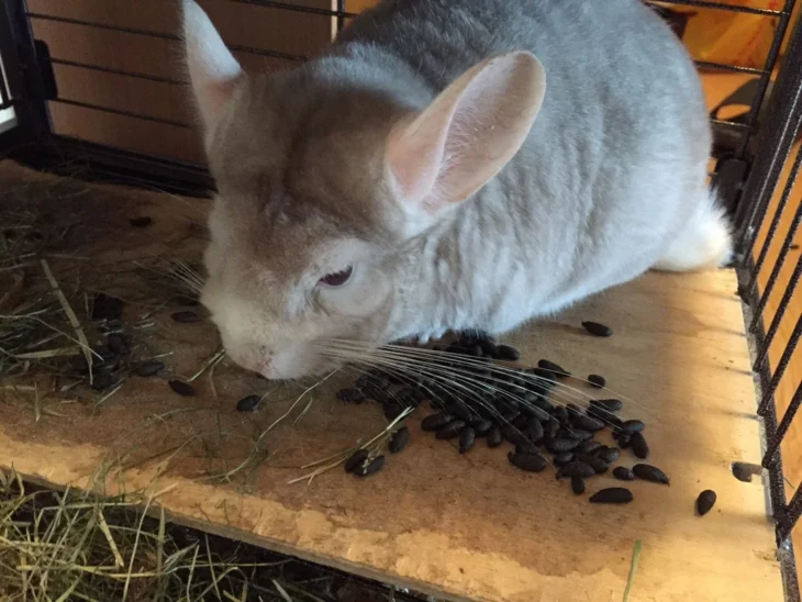 White cute chinchilla lying on her poop