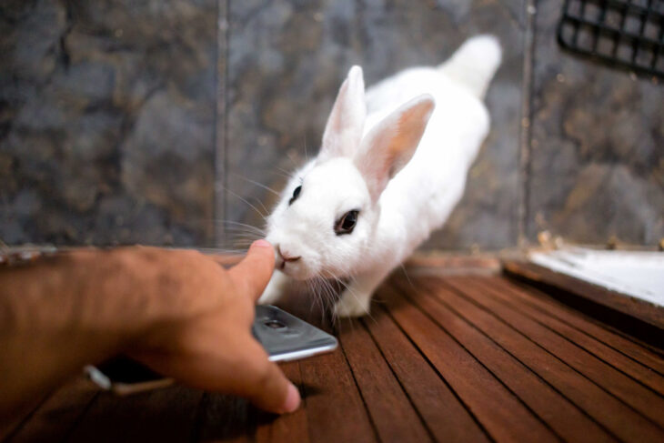 How do rabbits show affection: A white rabbit nuzzles and gently nibbles a finger on a wooden deck, signaling affection.