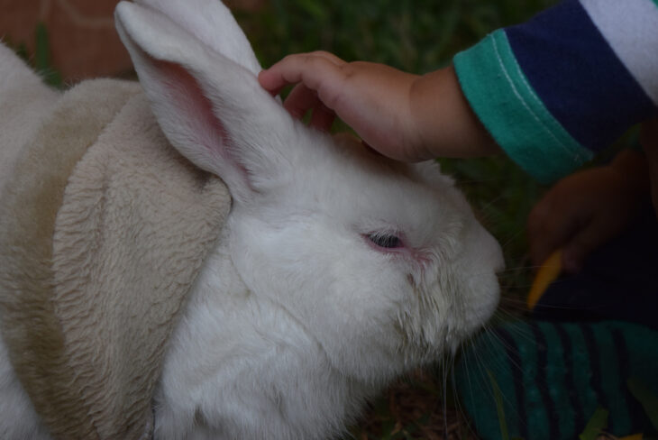 Rabbit showing affection by gentle nibbling and licking the owner 