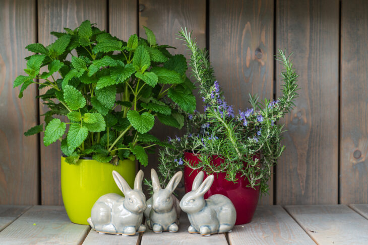 A set of growing herbs and spices in colorful pots on a wooden background.