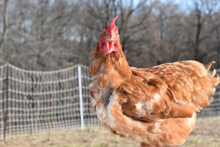 Molting chicken standing in a field