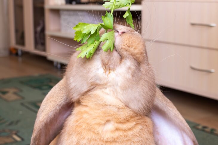 Red domestic rabbit eating green herbs in a close up image