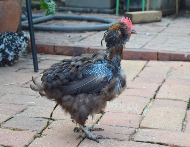 Molting chicken bantam looking scruffy