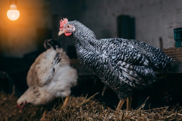 Chickens resting inside a coop with bedding during warm weather, highlighting shade, ventilation, and tips on how to keep chickens cool in summer.