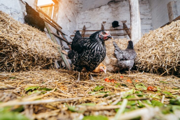 Chickens resting inside a straw-filled coop during hot weather, showing the importance of ventilation, shade, and how to keep chickens cool in summer to prevent heat stress.