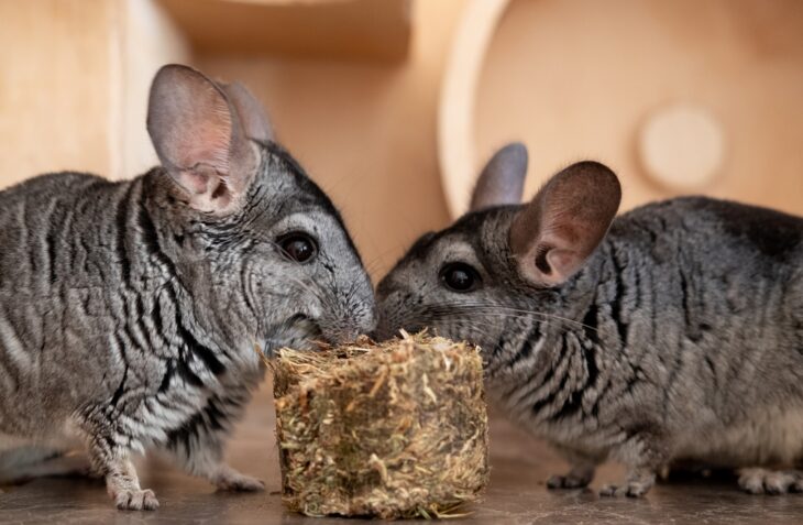 Two chinchillas eating hay in a cage