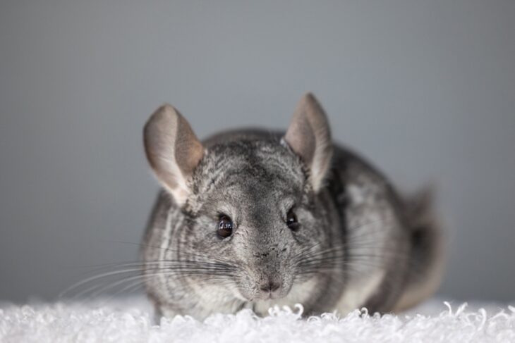 Closeup image of a gray chinchilla resting on soft white fabric.