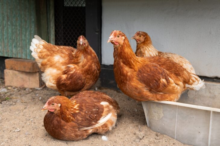 Four brown chickens looking bored on an outdoor near coop