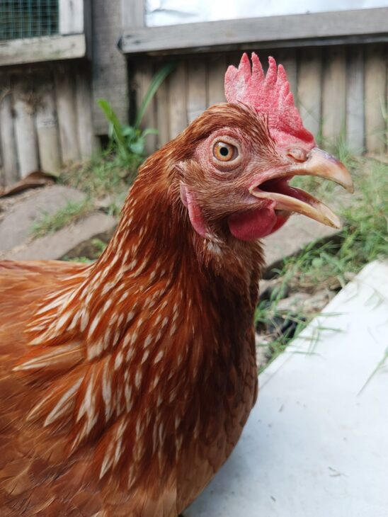 Chicken showing signs of heat stress with an open beak in warm weather, highlighting how to keep chickens cool in summer and prevent overheating in backyard flocks.