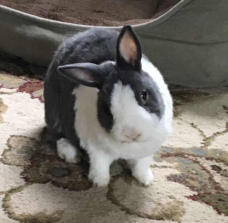 rabbit head tilt