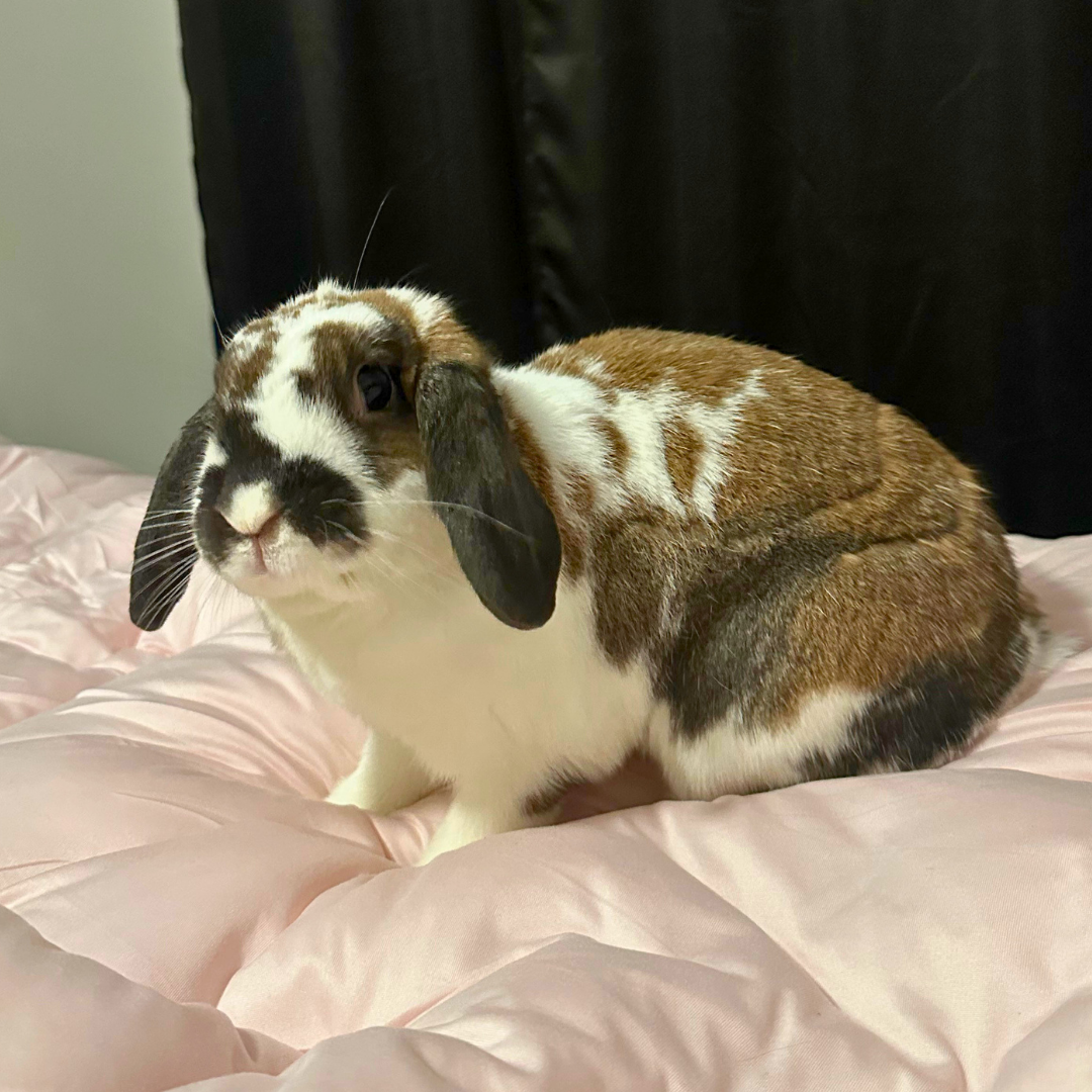 _#5 Buster @Buster_and_lola_lop_bunz