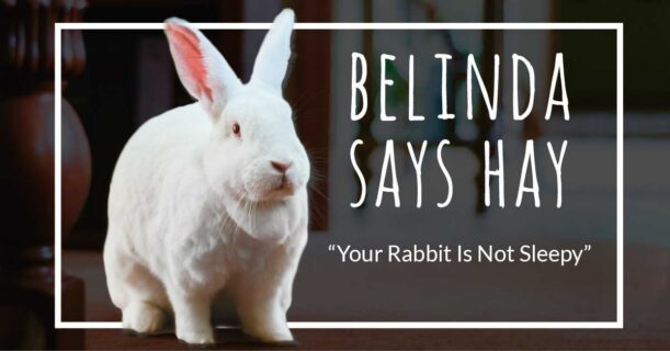 Belinda Says Hay spokesrabbit blog, "Your Rabbit Is Not Sleepy" July 12, 2026
