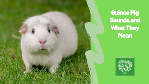 Guinea Pig Sounds and What They Mean