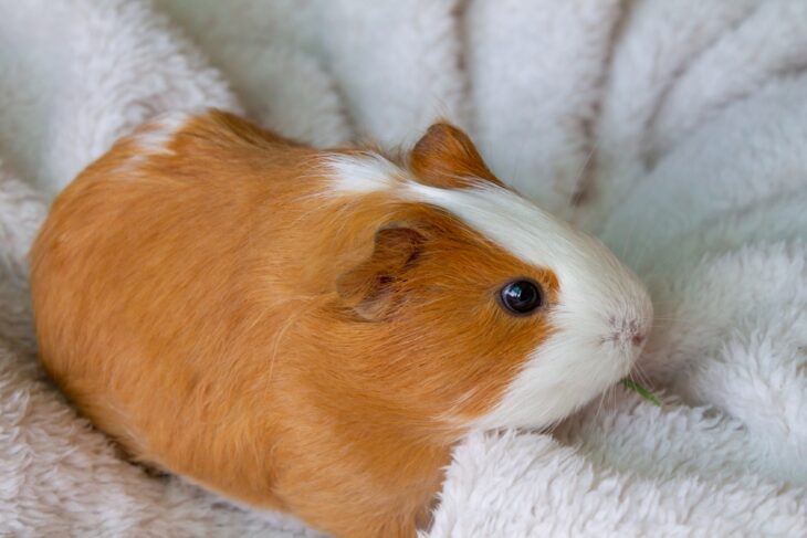 Red-white guinea pig whimpering on a white fluffy material
