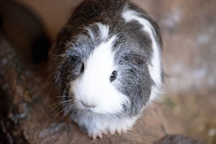 Cute guinea pig making wheek sound