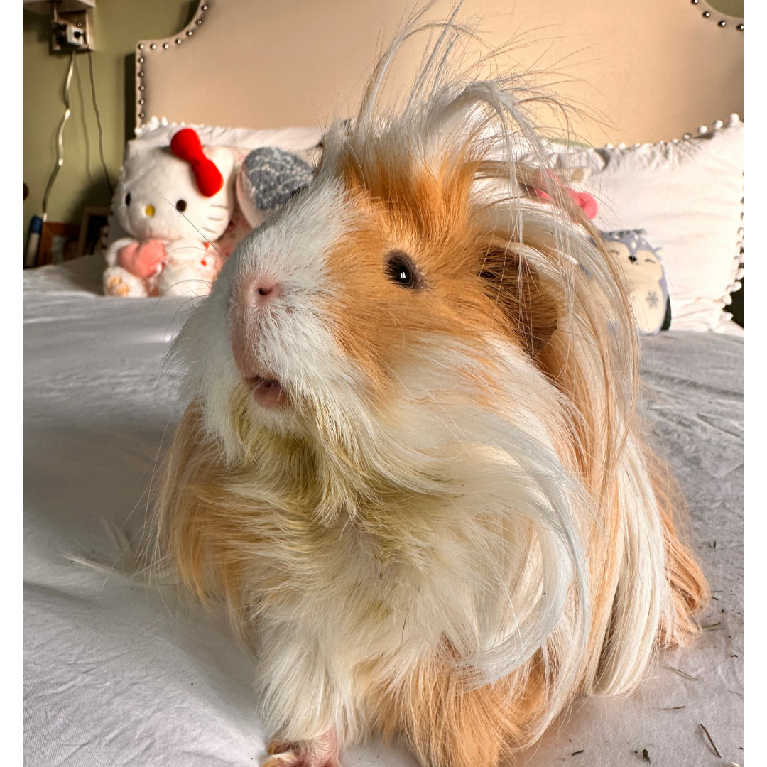 #4 Miso @My3guineapigs