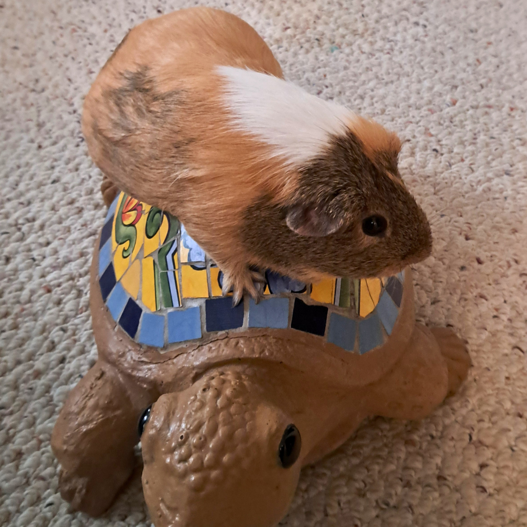 #8 Crow T. Guinea Pig