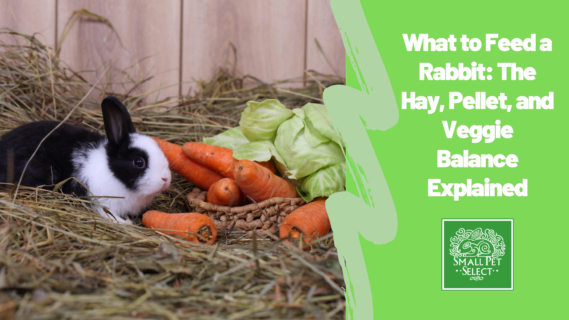 What to Feed a Rabbit: The Hay, Pellet, and Veggie Balance Explained