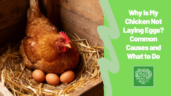 Why Is My Chicken Not Laying Eggs? Common Causes and What to Do