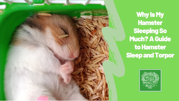 Why Is My Hamster Sleeping So Much? A Guide to Hamster Sleep and Torpor