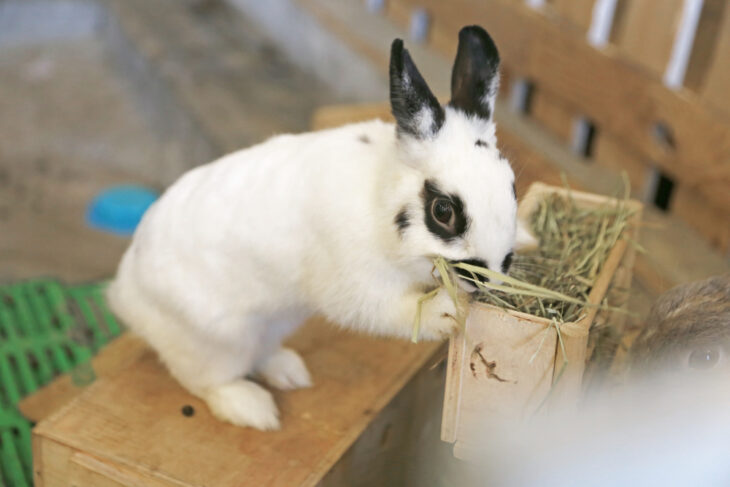 White rabbit feeding on hay