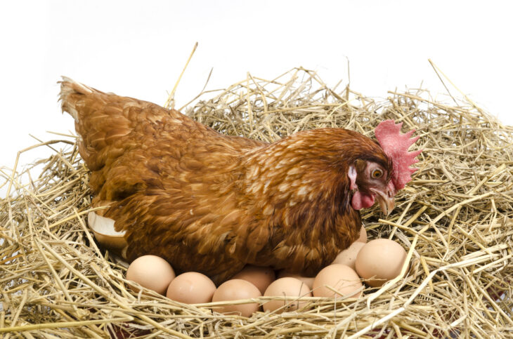 Brown chicken laying eggs on a dry nest on a white backgrund