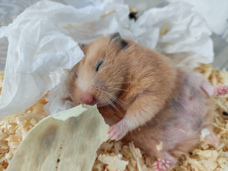 Sleepy hamster lie on back and eat with closed eyes, close-up