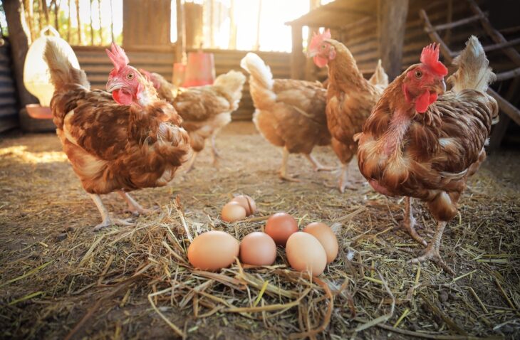 Egg laying chickens with raw organic eggs on ground.