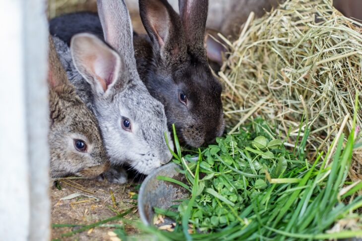 Three rabbits eating dry hay
