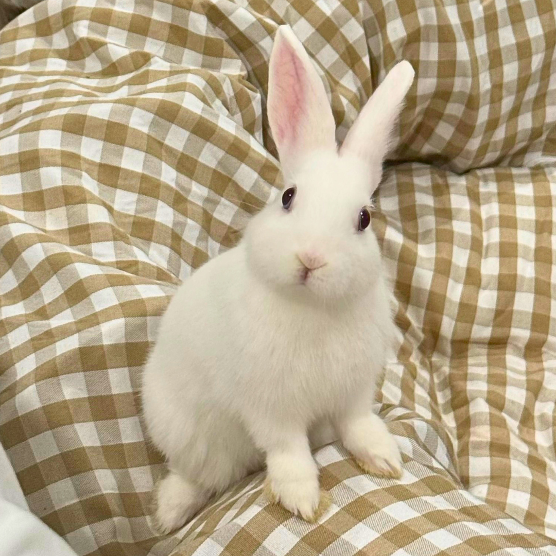 1 Bunny @Kaaayluuh decasask@ymail.com Kayla De Casas