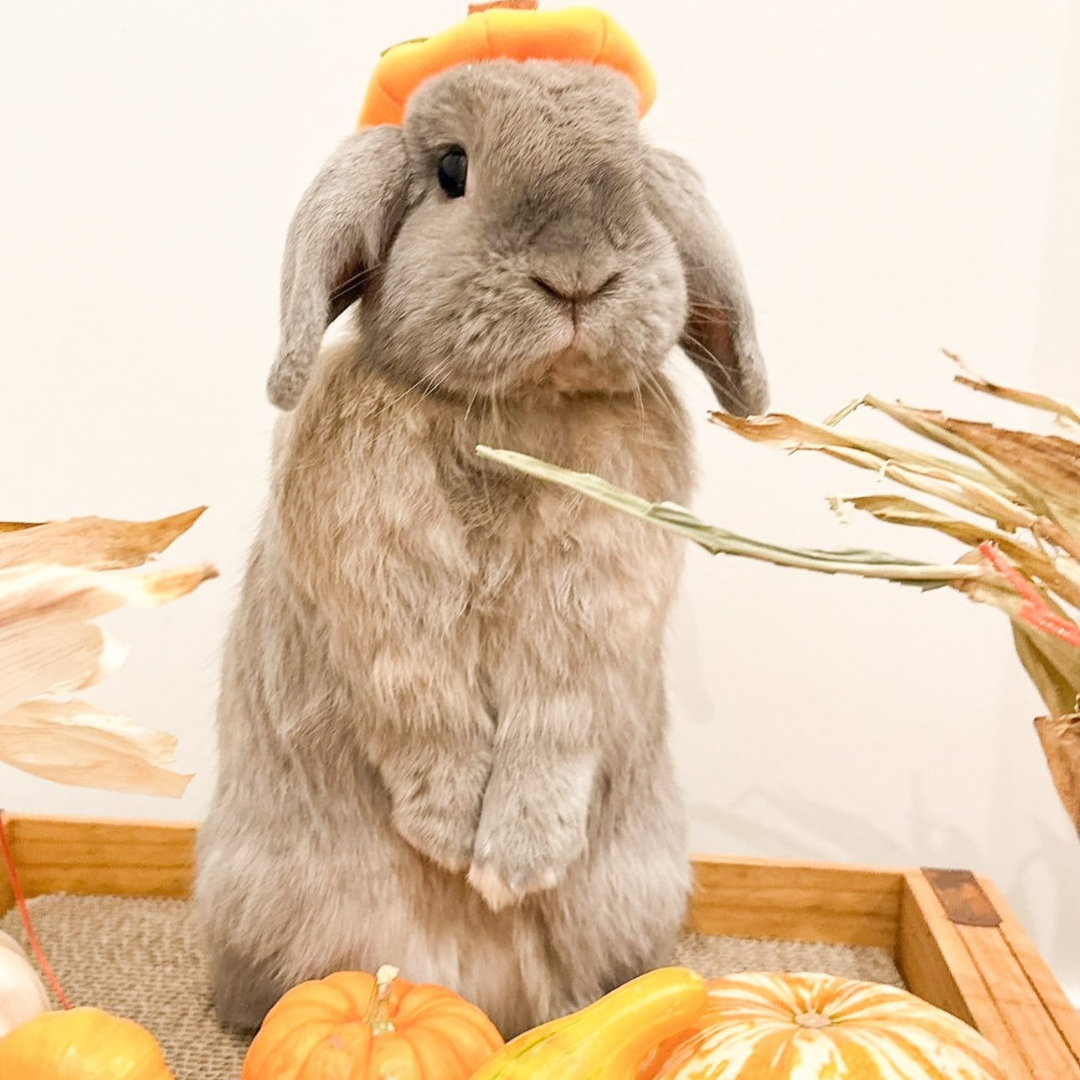 @lilo_and_stitch_bunny